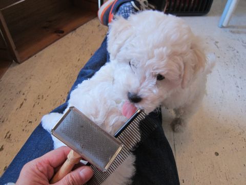 ビションフリーゼフントヒュッテ東京かわいいビション子犬関東こいぬ文京区ビションフリーゼ画像ビションフリーゼおんなのこメス子犬生まれてる都内Bichon Frise 192.jpg