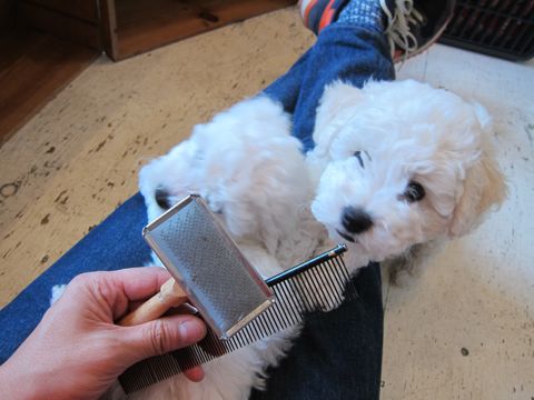 ビションフリーゼフントヒュッテ東京かわいいビション子犬関東こいぬ文京区ビションフリーゼ画像ビションフリーゼおんなのこメス子犬生まれてる都内Bichon Frise 193.jpg
