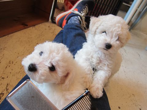ビションフリーゼフントヒュッテ東京かわいいビション子犬関東こいぬ文京区ビションフリーゼ画像ビションフリーゼおんなのこメス子犬生まれてる都内Bichon Frise 194.jpg