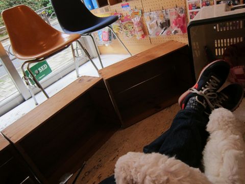 ビションフリーゼフントヒュッテ東京かわいいビション子犬関東こいぬ文京区ビションフリーゼ画像ビションフリーゼおんなのこメス子犬生まれてる都内Bichon Frise 196.jpg