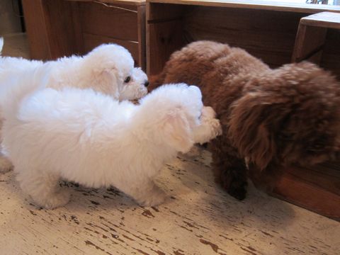 ビションフリーゼフントヒュッテ東京かわいいビション子犬関東こいぬ文京区ビションフリーゼ画像ビションフリーゼおんなのこメス子犬生まれてる都内Bichon Frise 358.jpg