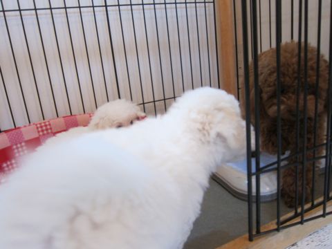 ビションフリーゼフントヒュッテ東京かわいいビション子犬関東こいぬ文京区ビションフリーゼ画像ビションフリーゼおんなのこメス子犬生まれてる都内Bichon Frise 359.jpg