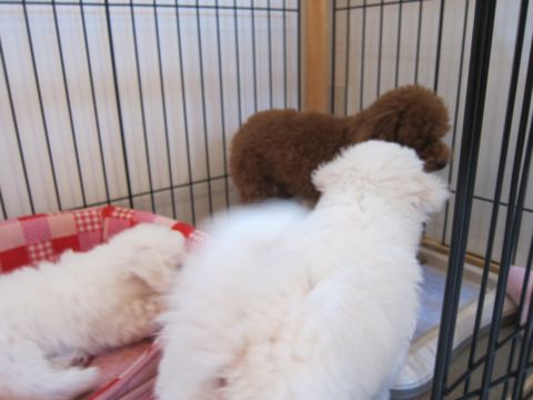 ビションフリーゼフントヒュッテ東京かわいいビション子犬関東こいぬ文京区ビションフリーゼ画像ビションフリーゼおんなのこメス子犬生まれてる都内Bichon Frise 360.jpg