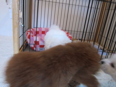 ビションフリーゼフントヒュッテ東京かわいいビション子犬関東こいぬ文京区ビションフリーゼ画像ビションフリーゼおんなのこメス子犬生まれてる都内Bichon Frise 361.jpg