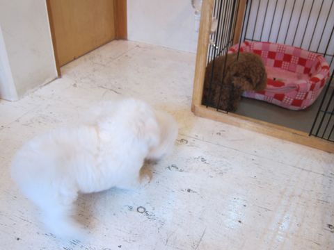 ビションフリーゼフントヒュッテ東京かわいいビション子犬関東こいぬ文京区ビションフリーゼ画像ビションフリーゼおんなのこメス子犬生まれてる都内Bichon Frise 362.jpg