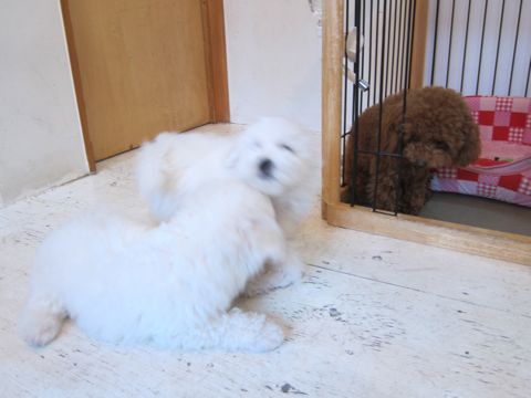ビションフリーゼフントヒュッテ東京かわいいビション子犬関東こいぬ文京区ビションフリーゼ画像ビションフリーゼおんなのこメス子犬生まれてる都内Bichon Frise 363.jpg