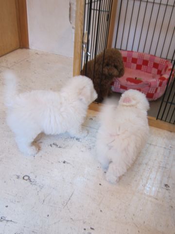 ビションフリーゼフントヒュッテ東京かわいいビション子犬関東こいぬ文京区ビションフリーゼ画像ビションフリーゼおんなのこメス子犬生まれてる都内Bichon Frise 364.jpg
