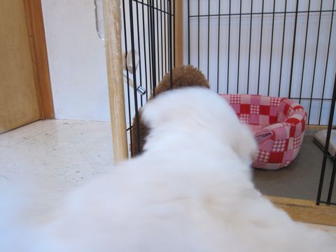 ビションフリーゼフントヒュッテ東京かわいいビション子犬関東こいぬ文京区ビションフリーゼ画像ビションフリーゼおんなのこメス子犬生まれてる都内Bichon Frise 365.jpg