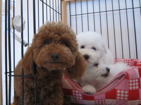 ビションフリーゼフントヒュッテ東京かわいいビション子犬関東こいぬ文京区ビションフリーゼ画像ビションフリーゼおんなのこメス子犬生まれてる都内Bichon Frise 366.jpg