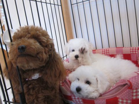 ビションフリーゼフントヒュッテ東京かわいいビション子犬関東こいぬ文京区ビションフリーゼ画像ビションフリーゼおんなのこメス子犬生まれてる都内Bichon Frise 367.jpg