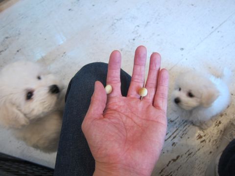 ビションフリーゼフントヒュッテ東京かわいいビション子犬関東こいぬ文京区ビションフリーゼ画像ビションフリーゼおんなのこメス子犬生まれてる都内Bichon Frise 417.jpg