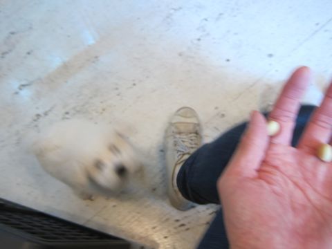 ビションフリーゼフントヒュッテ東京かわいいビション子犬関東こいぬ文京区ビションフリーゼ画像ビションフリーゼおんなのこメス子犬生まれてる都内Bichon Frise 418.jpg