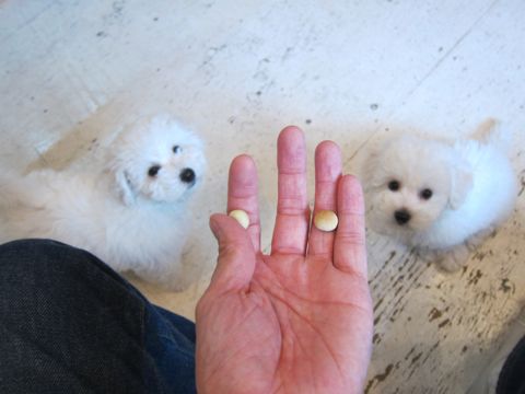 ビションフリーゼフントヒュッテ東京かわいいビション子犬関東こいぬ文京区ビションフリーゼ画像ビションフリーゼおんなのこメス子犬生まれてる都内Bichon Frise 419.jpg