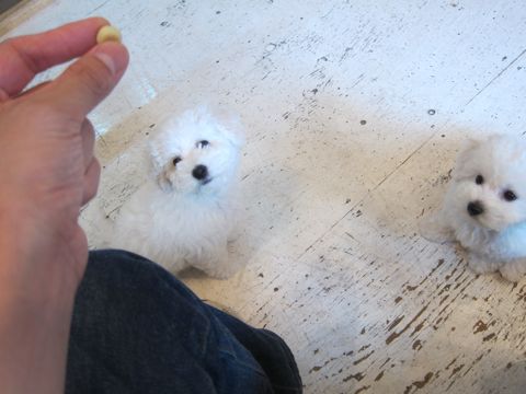 ビションフリーゼフントヒュッテ東京かわいいビション子犬関東こいぬ文京区ビションフリーゼ画像ビションフリーゼおんなのこメス子犬生まれてる都内Bichon Frise 420.jpg