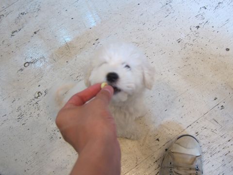 ビションフリーゼフントヒュッテ東京かわいいビション子犬関東こいぬ文京区ビションフリーゼ画像ビションフリーゼおんなのこメス子犬生まれてる都内Bichon Frise 421.jpg