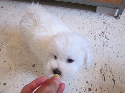 ビションフリーゼフントヒュッテ東京かわいいビション子犬関東こいぬ文京区ビションフリーゼ画像ビションフリーゼおんなのこメス子犬生まれてる都内Bichon Frise 422.jpg