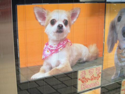 トリミング文京区フントヒュッテ東京ビションフリーゼカットスタイル画像トイプードルカットモデル関東コーギートリミング画像トイプードルカットスタイル11.jpg