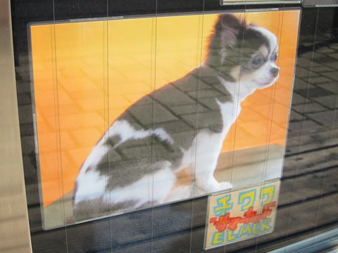 トリミング文京区フントヒュッテ東京ビションフリーゼカットスタイル画像トイプードルカットモデル関東コーギートリミング画像トイプードルカットスタイル12.jpg