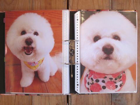 Lookbookルックブックフントヒュッテ文京区犬トリミング画像犬カットスタイル東京トリミングサロン都内ビションフリーゼカット画像トイプードルカットモデル関東5.jpg