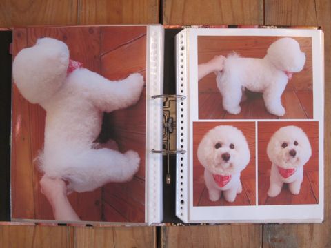 Lookbookルックブックフントヒュッテ文京区犬トリミング画像犬カットスタイル東京トリミングサロン都内ビションフリーゼカット画像トイプードルカットモデル関東6.jpg