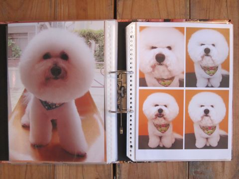 Lookbookルックブックフントヒュッテ文京区犬トリミング画像犬カットスタイル東京トリミングサロン都内ビションフリーゼカット画像トイプードルカットモデル関東7.jpg