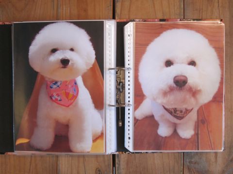 Lookbookルックブックフントヒュッテ文京区犬トリミング画像犬カットスタイル東京トリミングサロン都内ビションフリーゼカット画像トイプードルカットモデル関東8.jpg