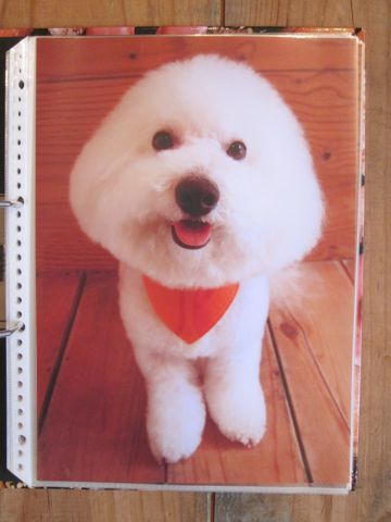 Lookbookルックブックフントヒュッテ文京区犬トリミング画像犬カットスタイル東京トリミングサロン都内ビションフリーゼカット画像トイプードルカットモデル関東9.jpg