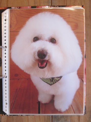 Lookbookルックブックフントヒュッテ文京区犬トリミング画像犬カットスタイル東京トリミングサロン都内ビションフリーゼカット画像トイプードルカットモデル関東10.jpg