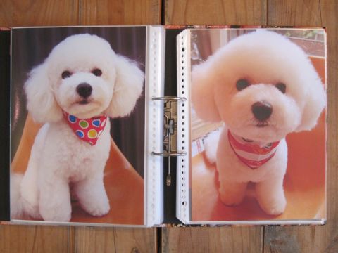 Lookbookルックブックフントヒュッテ文京区犬トリミング画像犬カットスタイル東京トリミングサロン都内ビションフリーゼカット画像トイプードルカットモデル関東11.jpg