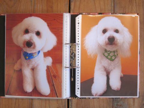 Lookbookルックブックフントヒュッテ文京区犬トリミング画像犬カットスタイル東京トリミングサロン都内ビションフリーゼカット画像トイプードルカットモデル関東12.jpg