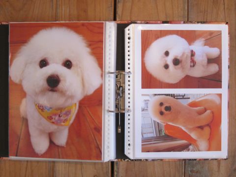 Lookbookルックブックフントヒュッテ文京区犬トリミング画像犬カットスタイル東京トリミングサロン都内ビションフリーゼカット画像トイプードルカットモデル関東13.jpg