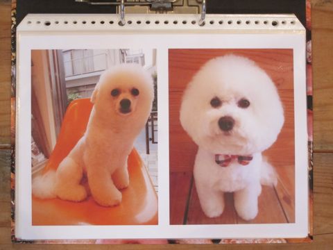 Lookbookルックブックフントヒュッテ文京区犬トリミング画像犬カットスタイル東京トリミングサロン都内ビションフリーゼカット画像トイプードルカットモデル関東14.jpg