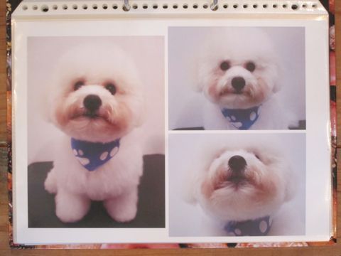 Lookbookルックブックフントヒュッテ文京区犬トリミング画像犬カットスタイル東京トリミングサロン都内ビションフリーゼカット画像トイプードルカットモデル関東15.jpg