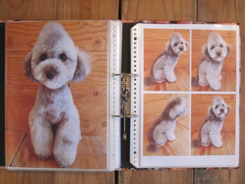 Lookbookルックブックフントヒュッテ文京区犬トリミング画像犬カットスタイル東京トリミングサロン都内ビションフリーゼカット画像トイプードルカットモデル関東16.jpg