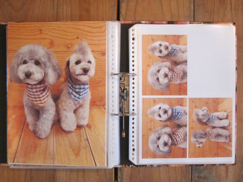 Lookbookルックブックフントヒュッテ文京区犬トリミング画像犬カットスタイル東京トリミングサロン都内ビションフリーゼカット画像トイプードルカットモデル関東17.jpg