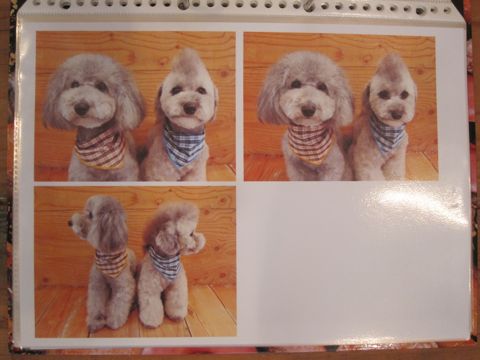 Lookbookルックブックフントヒュッテ文京区犬トリミング画像犬カットスタイル東京トリミングサロン都内ビションフリーゼカット画像トイプードルカットモデル関東18.jpg