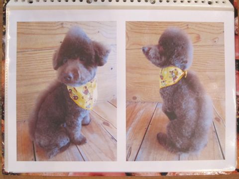 Lookbookルックブックフントヒュッテ文京区犬トリミング画像犬カットスタイル東京トリミングサロン都内ビションフリーゼカット画像トイプードルカットモデル関東19.jpg