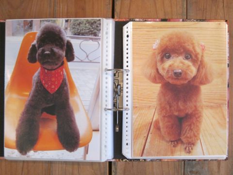 Lookbookルックブックフントヒュッテ文京区犬トリミング画像犬カットスタイル東京トリミングサロン都内ビションフリーゼカット画像トイプードルカットモデル関東20.jpg