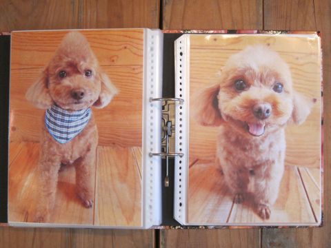 Lookbookルックブックフントヒュッテ文京区犬トリミング画像犬カットスタイル東京トリミングサロン都内ビションフリーゼカット画像トイプードルカットモデル関東21.jpg