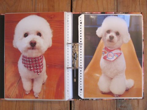 Lookbookルックブックフントヒュッテ文京区犬トリミング画像犬カットスタイル東京トリミングサロン都内ビションフリーゼカット画像トイプードルカットモデル関東22.jpg