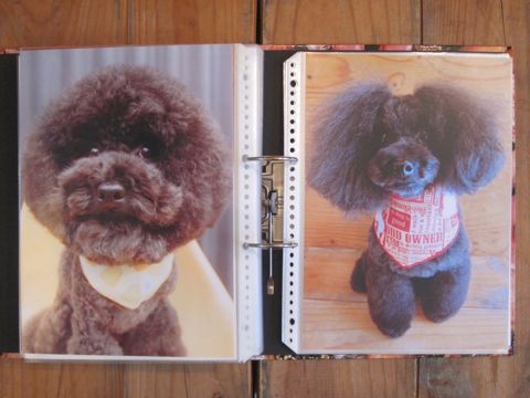 Lookbookルックブックフントヒュッテ文京区犬トリミング画像犬カットスタイル東京トリミングサロン都内ビションフリーゼカット画像トイプードルカットモデル関東23.jpg