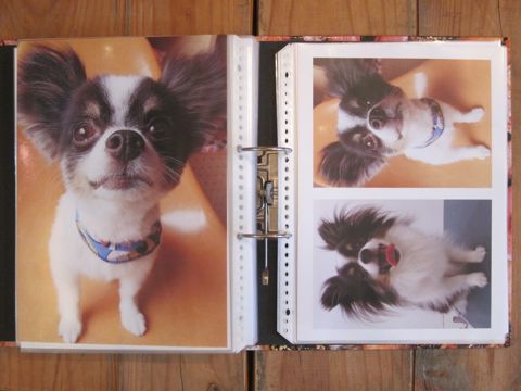 Lookbookルックブックフントヒュッテ文京区犬トリミング画像犬カットスタイル東京トリミングサロン都内ビションフリーゼカット画像トイプードルカットモデル関東24.jpg