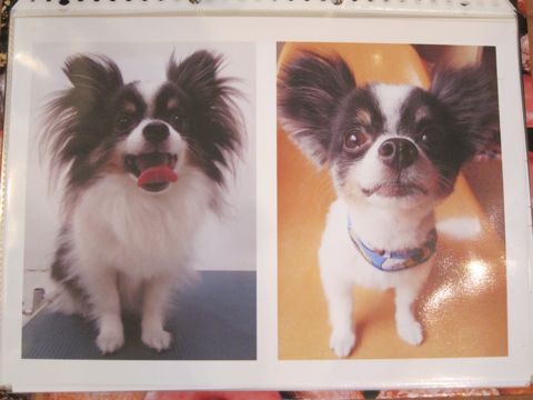 Lookbookルックブックフントヒュッテ文京区犬トリミング画像犬カットスタイル東京トリミングサロン都内ビションフリーゼカット画像トイプードルカットモデル関東25.jpg