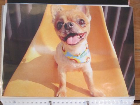 Lookbookルックブックフントヒュッテ文京区犬トリミング画像犬カットスタイル東京トリミングサロン都内ビションフリーゼカット画像トイプードルカットモデル関東26.jpg