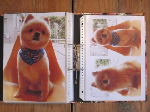 Lookbookルックブックフントヒュッテ文京区犬トリミング画像犬カットスタイル東京トリミングサロン都内ビションフリーゼカット画像トイプードルカットモデル関東27.jpg