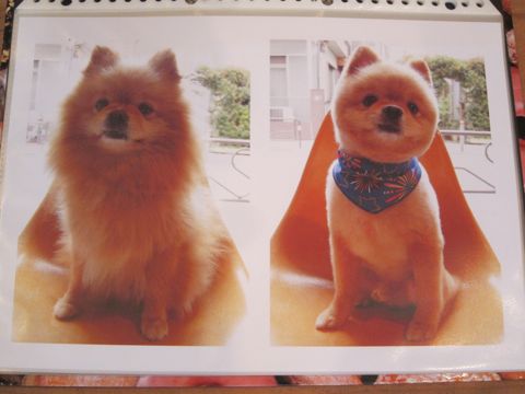 Lookbookルックブックフントヒュッテ文京区犬トリミング画像犬カットスタイル東京トリミングサロン都内ビションフリーゼカット画像トイプードルカットモデル関東28.jpg