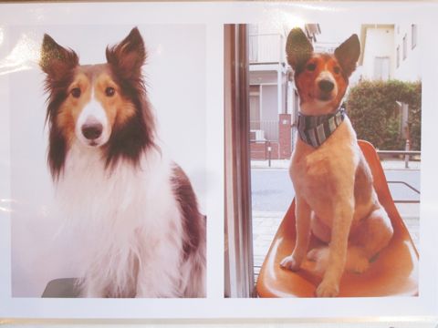 Lookbookルックブックフントヒュッテ文京区犬トリミング画像犬カットスタイル東京トリミングサロン都内ビションフリーゼカット画像トイプードルカットモデル関東29.jpg