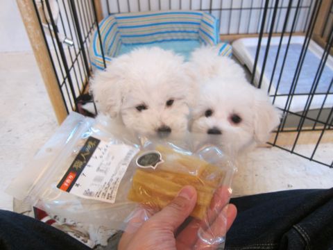 ビションフリーゼフントヒュッテ東京かわいいビション子犬関東こいぬ文京区ビションフリーゼ画像ビションフリーゼおんなのこメス子犬生まれてる都内Bichon Frise 485.jpg