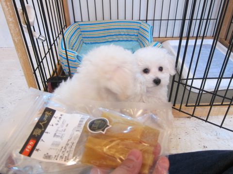 ビションフリーゼフントヒュッテ東京かわいいビション子犬関東こいぬ文京区ビションフリーゼ画像ビションフリーゼおんなのこメス子犬生まれてる都内Bichon Frise 486.jpg