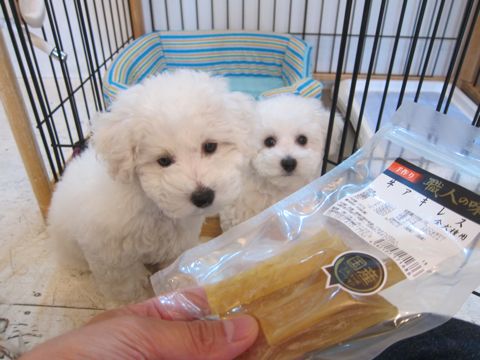 ビションフリーゼフントヒュッテ東京かわいいビション子犬関東こいぬ文京区ビションフリーゼ画像ビションフリーゼおんなのこメス子犬生まれてる都内Bichon Frise 487.jpg
